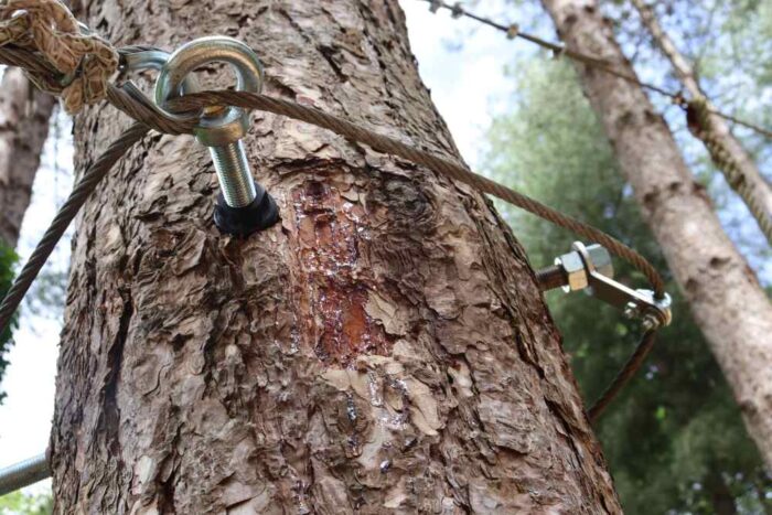 zoom sur une fixation d'accrobranche 