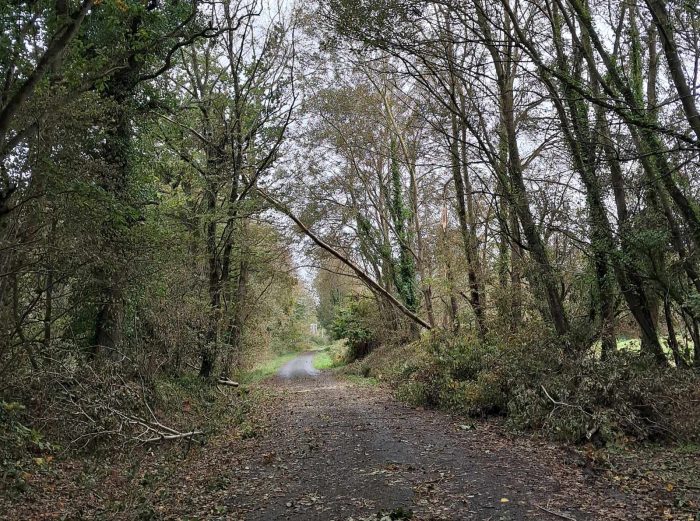 Arbres tombés dans un chemin de Lannion lors de la tempête Austen en Octobre à Lannion.